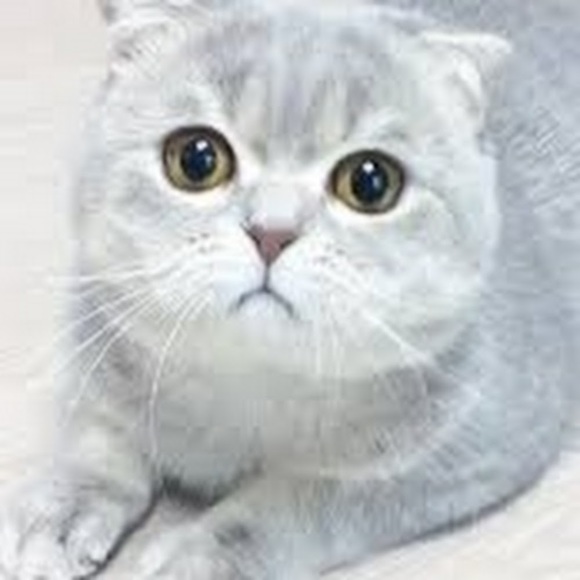 Meet your Posher, Taylor - Picture 1 of 1